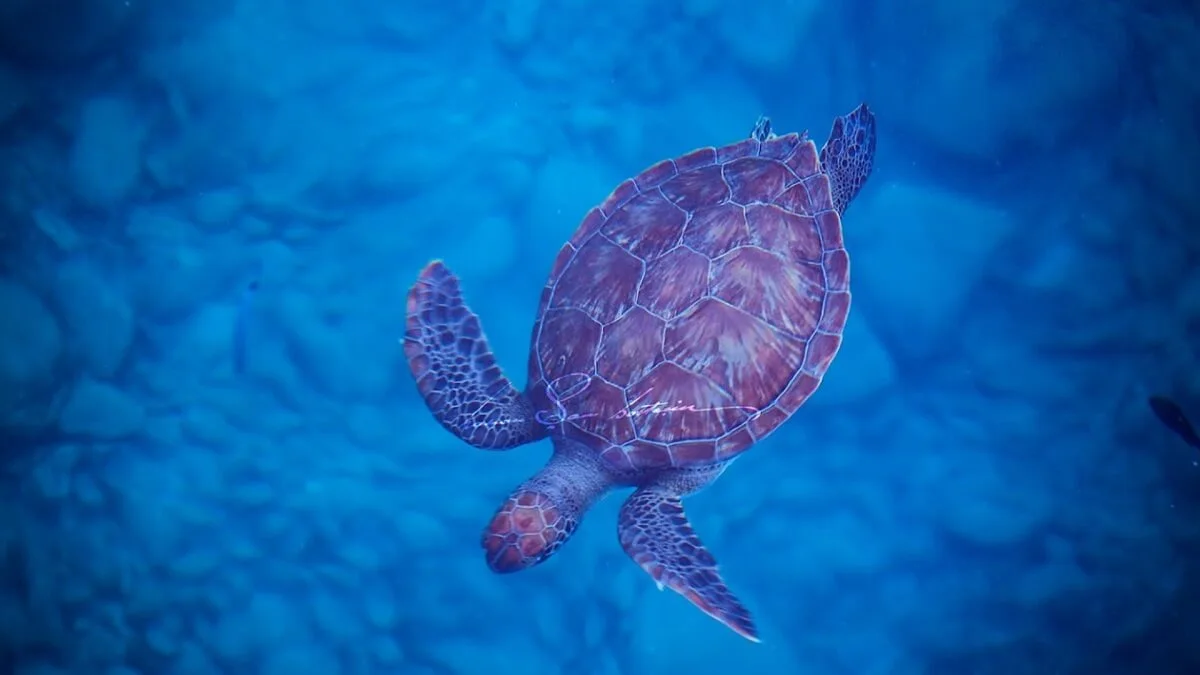 Caretta Caretta Turtle House - Porto Genoese Bay in Antalya